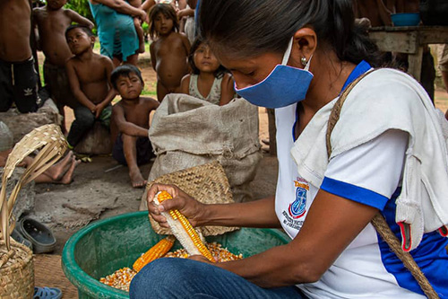 An indigenous woman removes kernels from an ear of corn. She is wearing a face mask.