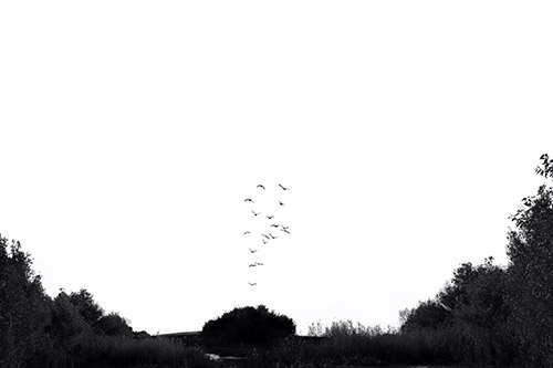 A black and white image shows a flock of birds rising into the sky from a tree.